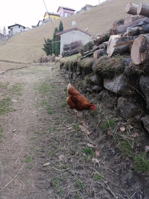 Graziosa, Casetta In Valgerola Rasura Εξωτερικό φωτογραφία